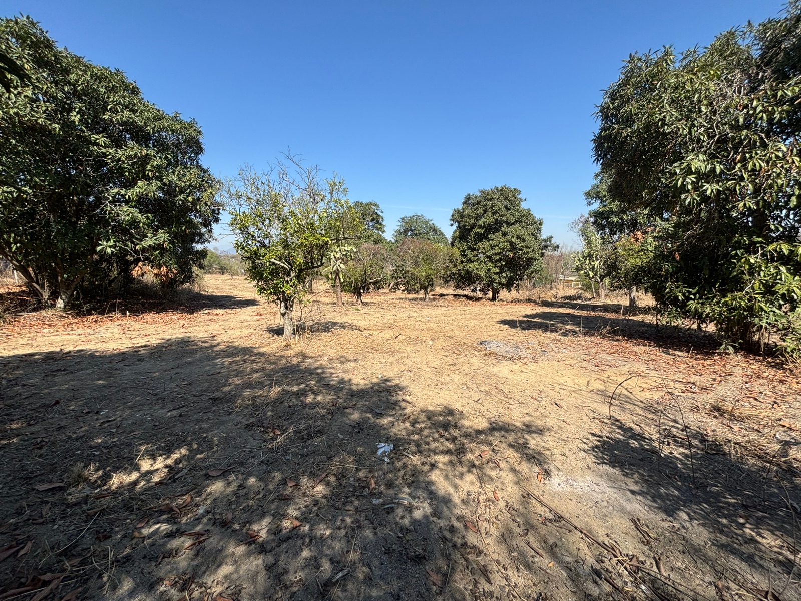 Vista 1 del terreno en Allende